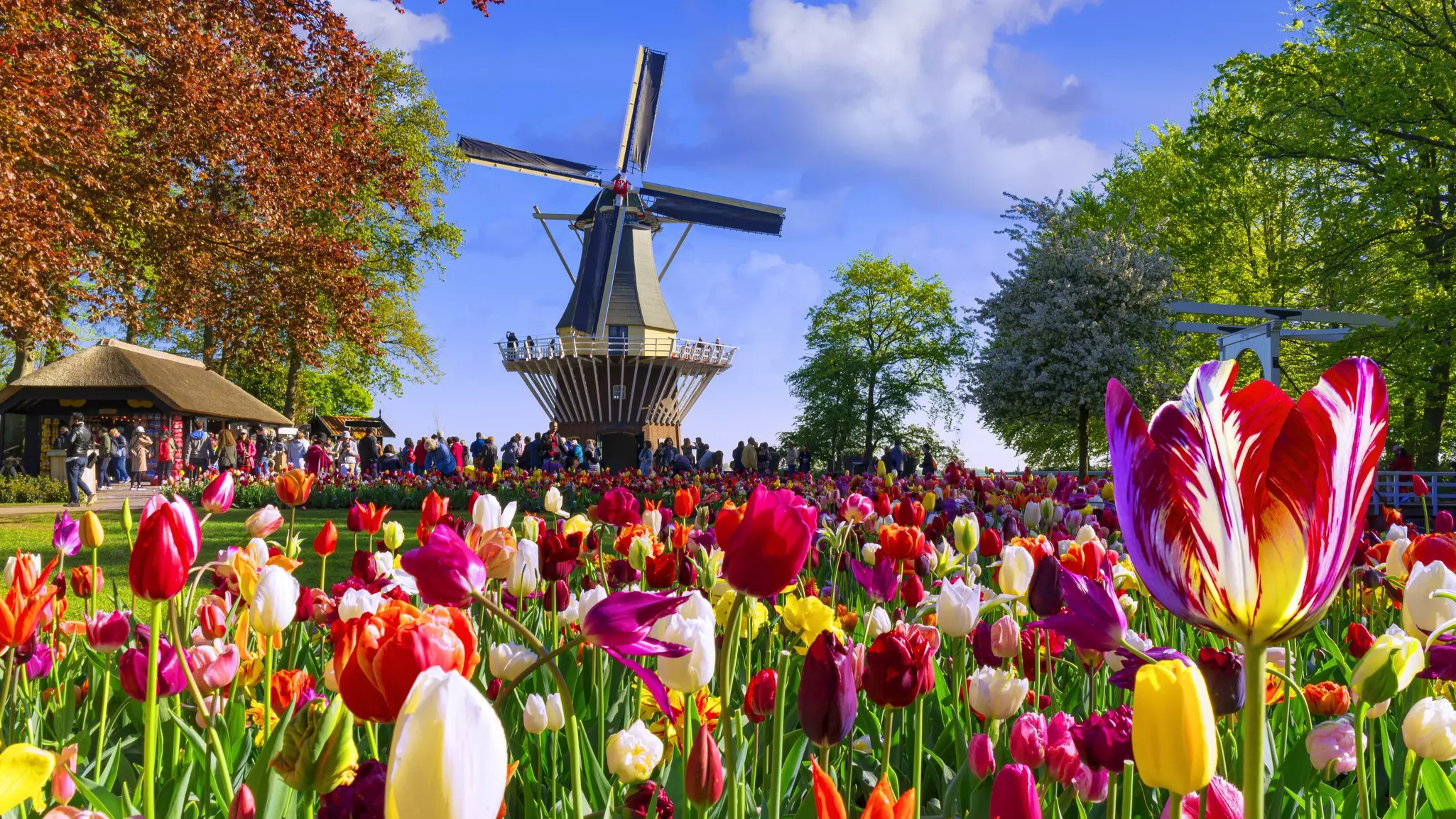 Tulips in bloom near Lisse, the Netherlands. JacobH/Getty Images