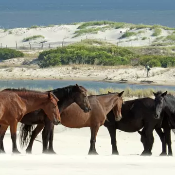 A pack of wild horses stand together on a beach