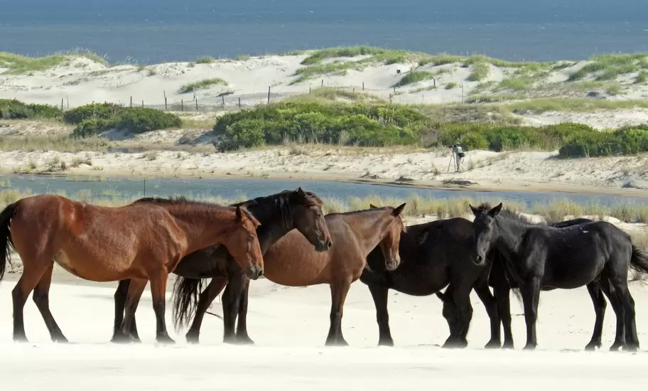 A pack of wild horses stand together on a beach