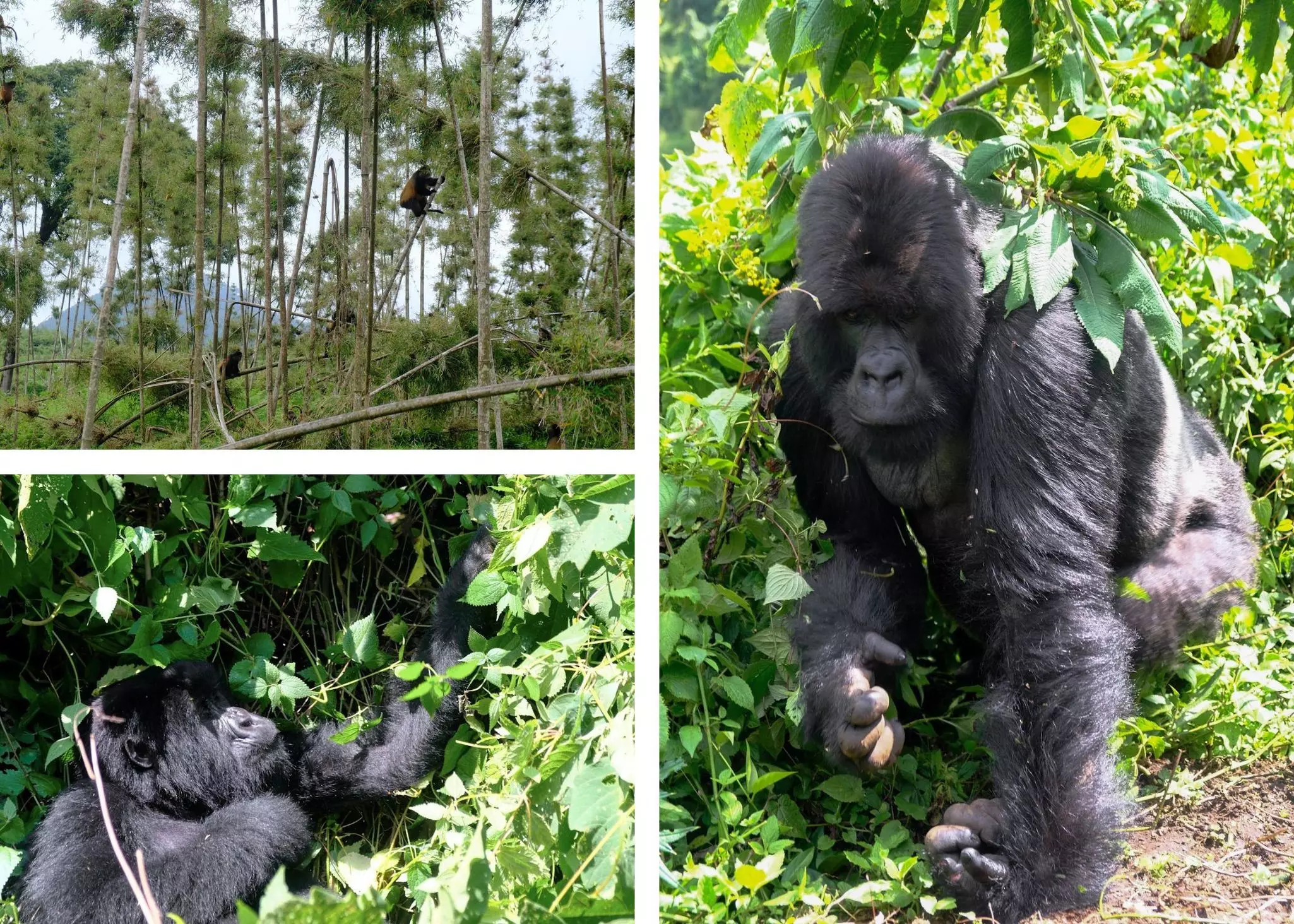 A triptych of gorillas on the ground and in trees.