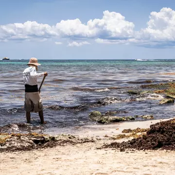 Cleaning sargassum on Playa del Carmen, Mexico. daniromphoto/Shutterstock