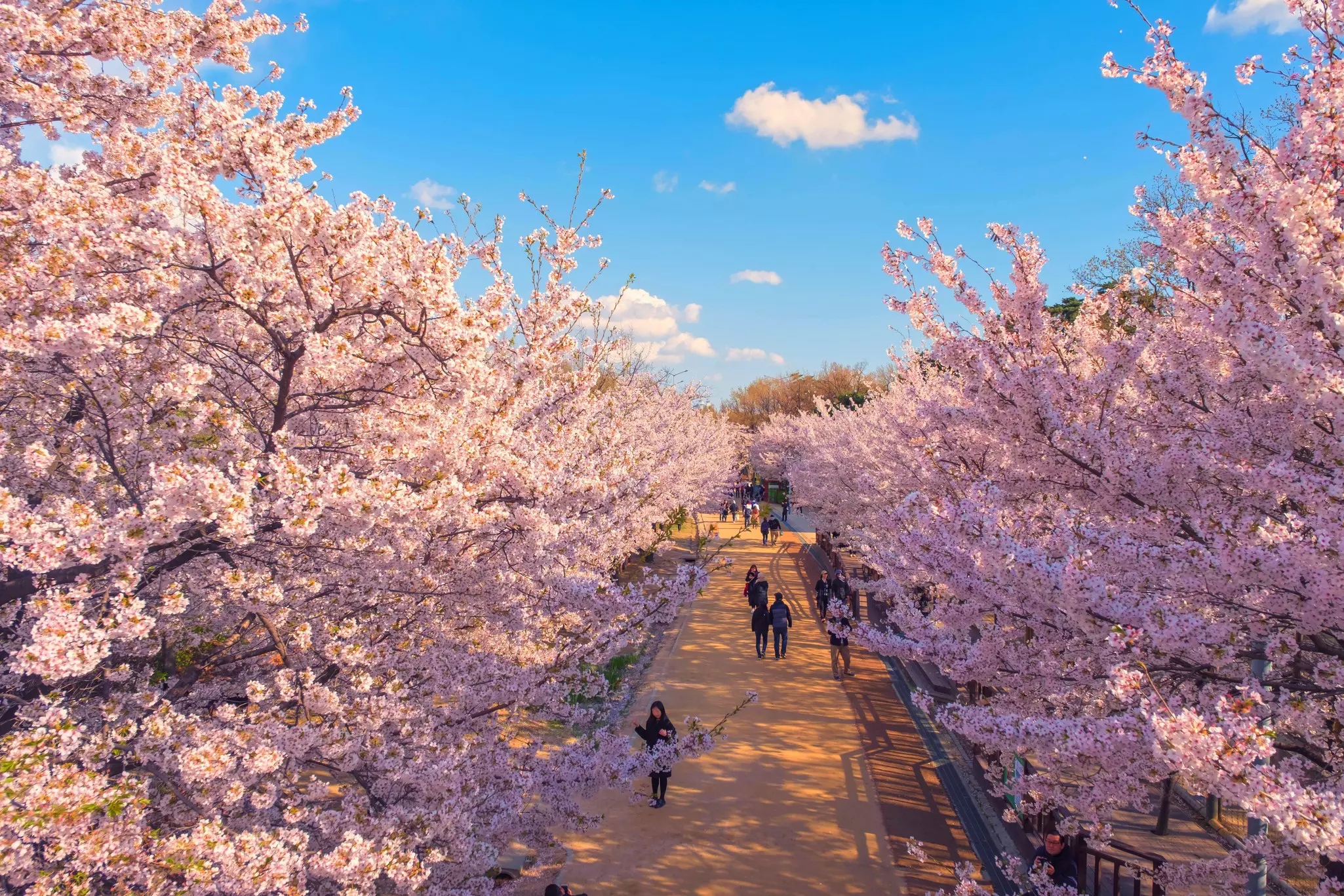 Cherry blossoms in spring at Seoul Forest public park. 
