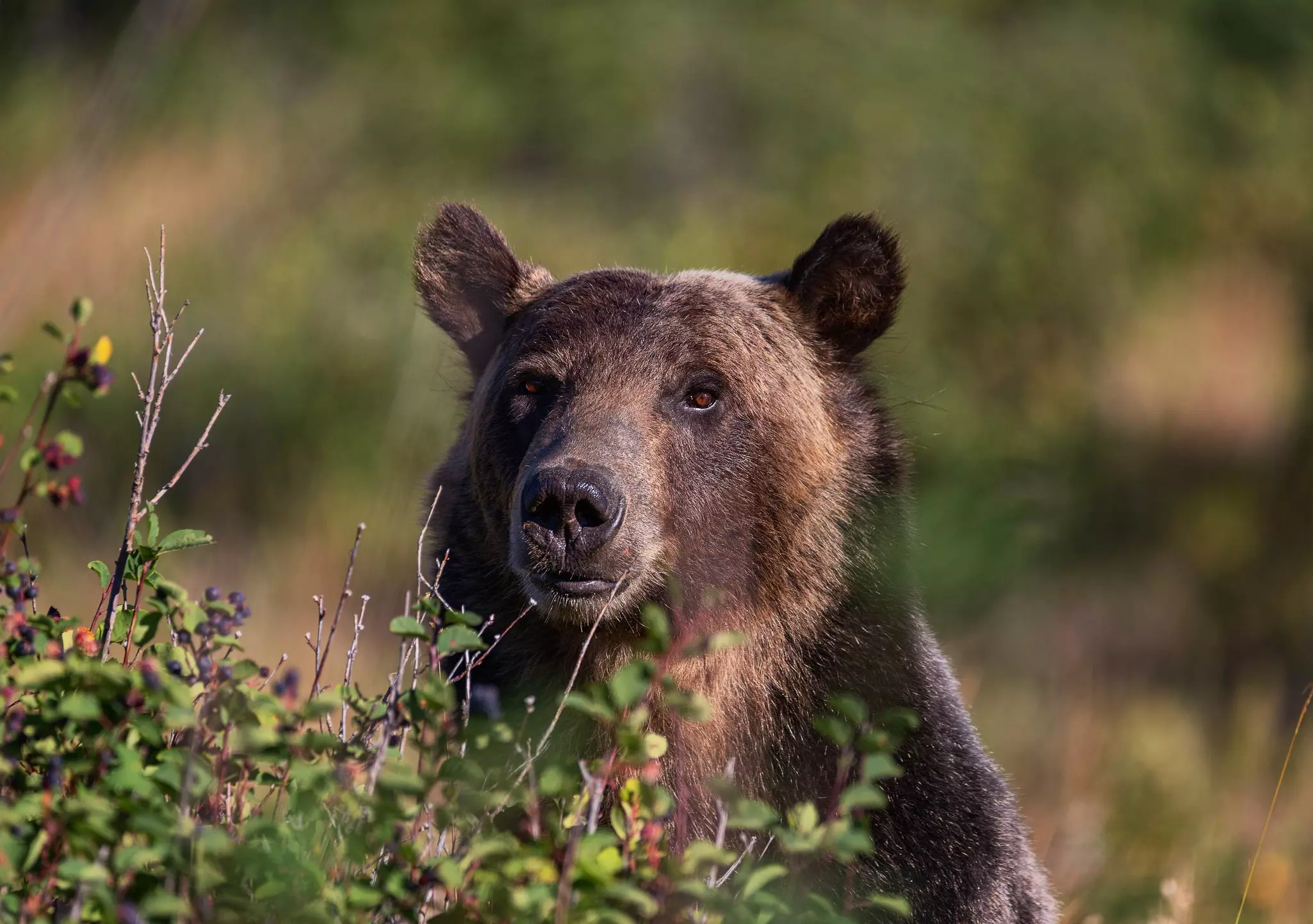 A grizzly bear looking for berries behind bushes.