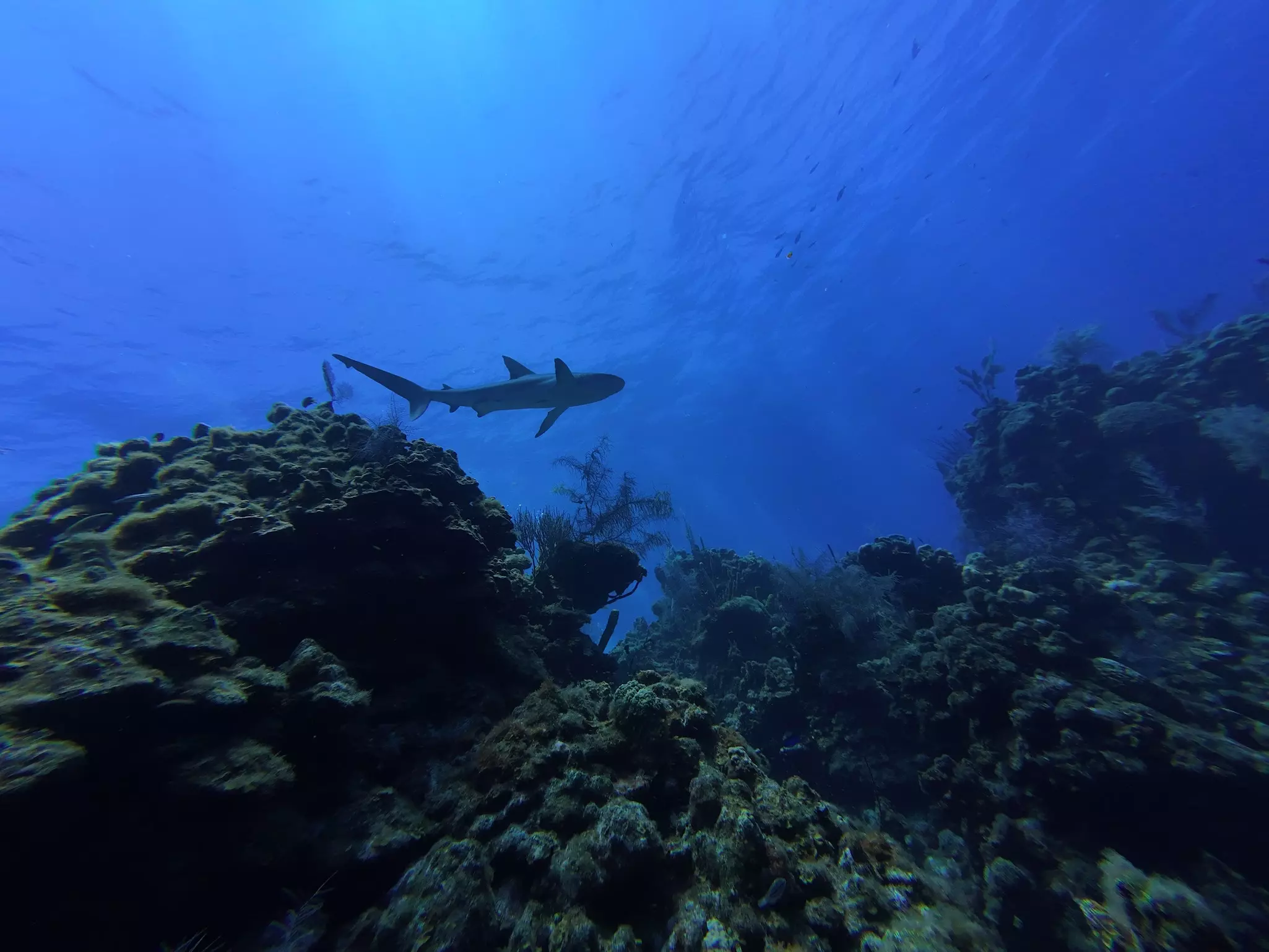 A nurse shark swims under water through the ocean
