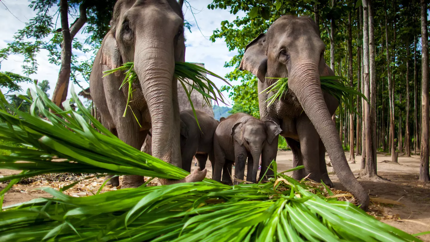 Check how ethical an elephant sanctuary is before visiting. hangingpixels / Shutterstock
