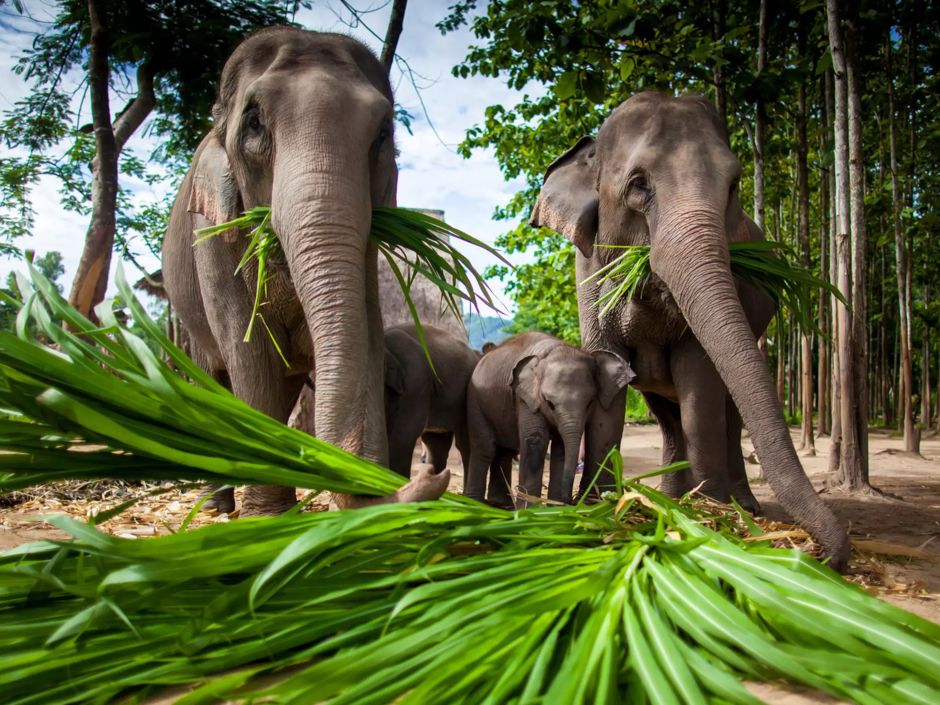 Check how ethical an elephant sanctuary is before visiting. hangingpixels / Shutterstock