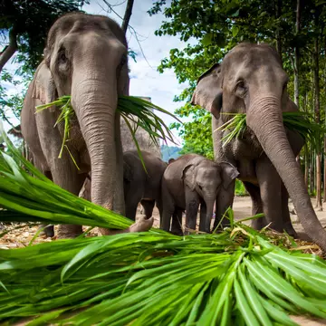 Check how ethical an elephant sanctuary is before visiting. hangingpixels / Shutterstock