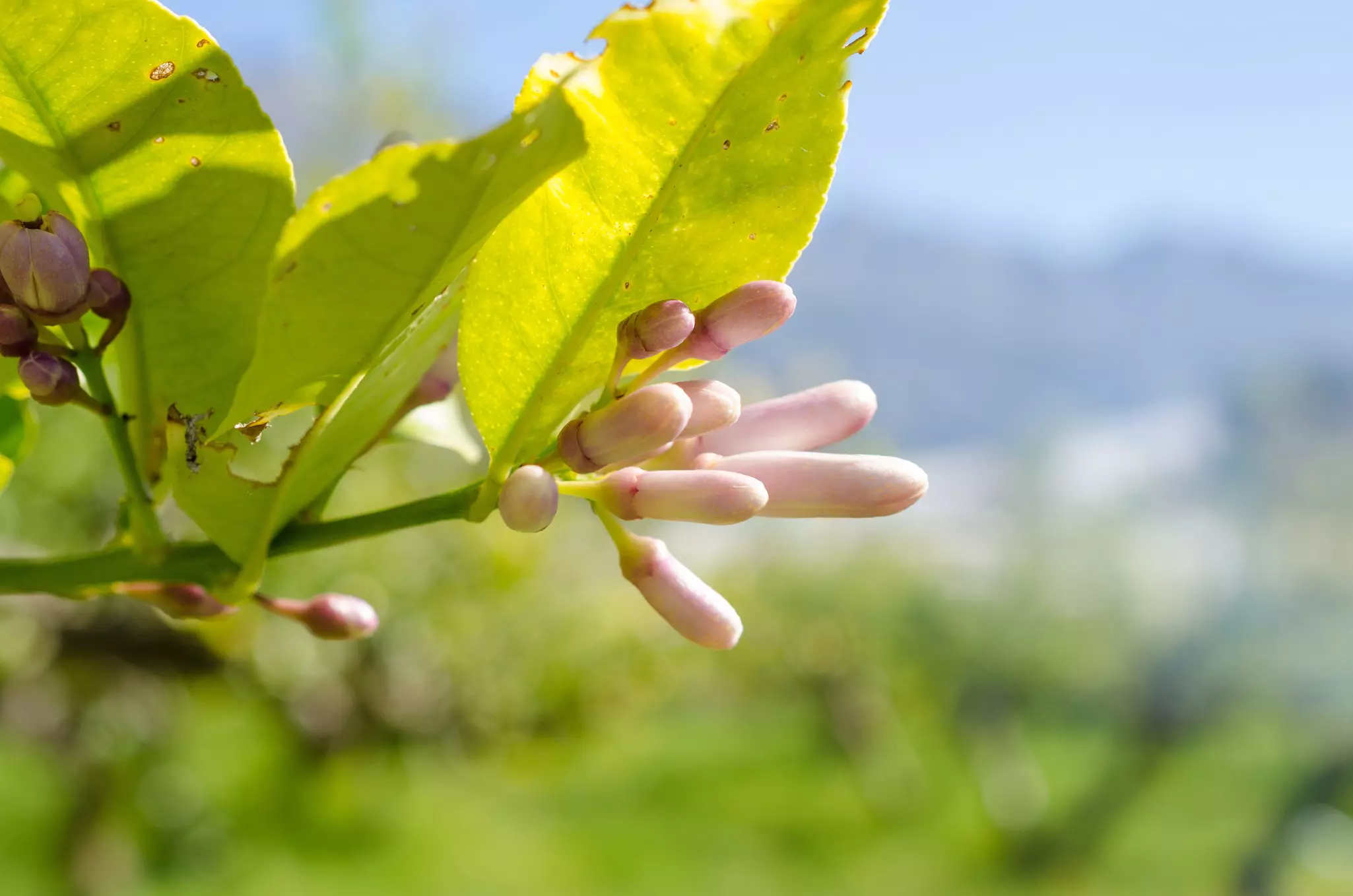 Azahar blossom, lemon and orange tree blossom on a Mediterranean field