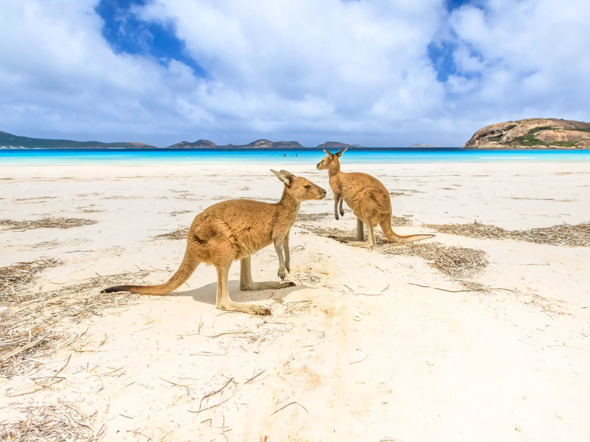 Two kangaroos standing on the beach at Lucky Bay in Cape Le Grand National Park.
910607108
People Majestic Clean Luck Success Vacations Travel Destinations Animal Wildlife Horizontal Outdoors Animal Tourist Public Park Standing Mammal White Color West - Direction Famous Place National Landmark Australian Culture Marsupial Kangaroo Water Summer Landscape - Scenery Sand Sea Bay of Water Beach National Park Australia Western Australia Turquoise Colored Scenics - Nature Winning Two People Two Animals Two Objects Red Kangaroo Photography Tourism Travel Esperance Cape Le Grand National Park Herbivorous Arts Culture and Entertainment Sunny