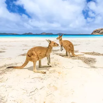 Two kangaroos standing on the beach at Lucky Bay in Cape Le Grand National Park.
910607108
People Majestic Clean Luck Success Vacations Travel Destinations Animal Wildlife Horizontal Outdoors Animal Tourist Public Park Standing Mammal White Color West - Direction Famous Place National Landmark Australian Culture Marsupial Kangaroo Water Summer Landscape - Scenery Sand Sea Bay of Water Beach National Park Australia Western Australia Turquoise Colored Scenics - Nature Winning Two People Two Animals Two Objects Red Kangaroo Photography Tourism Travel Esperance Cape Le Grand National Park Herbivorous Arts Culture and Entertainment Sunny