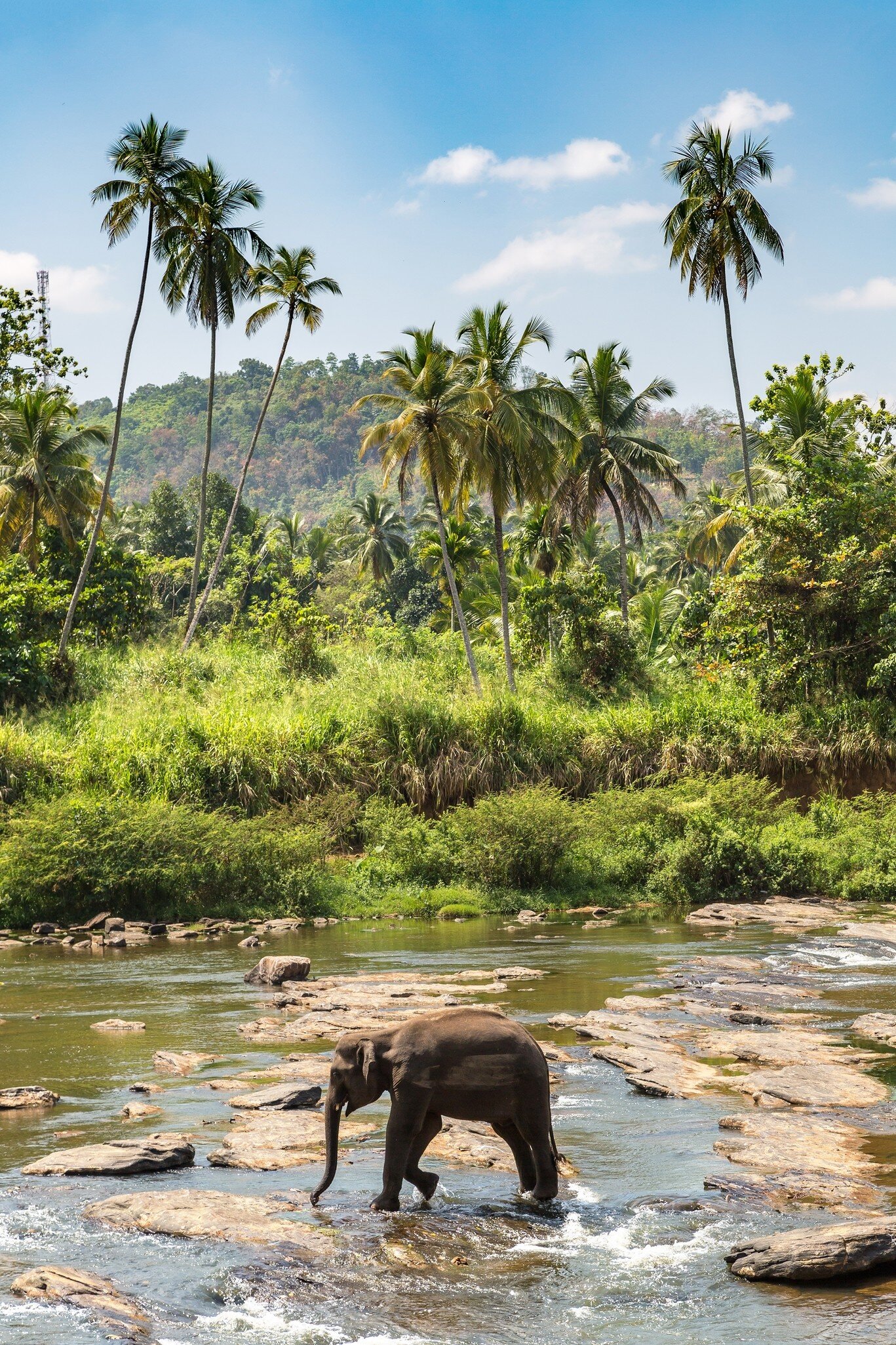 An elephant wades through a river