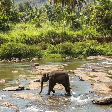 An elephant wades through a river