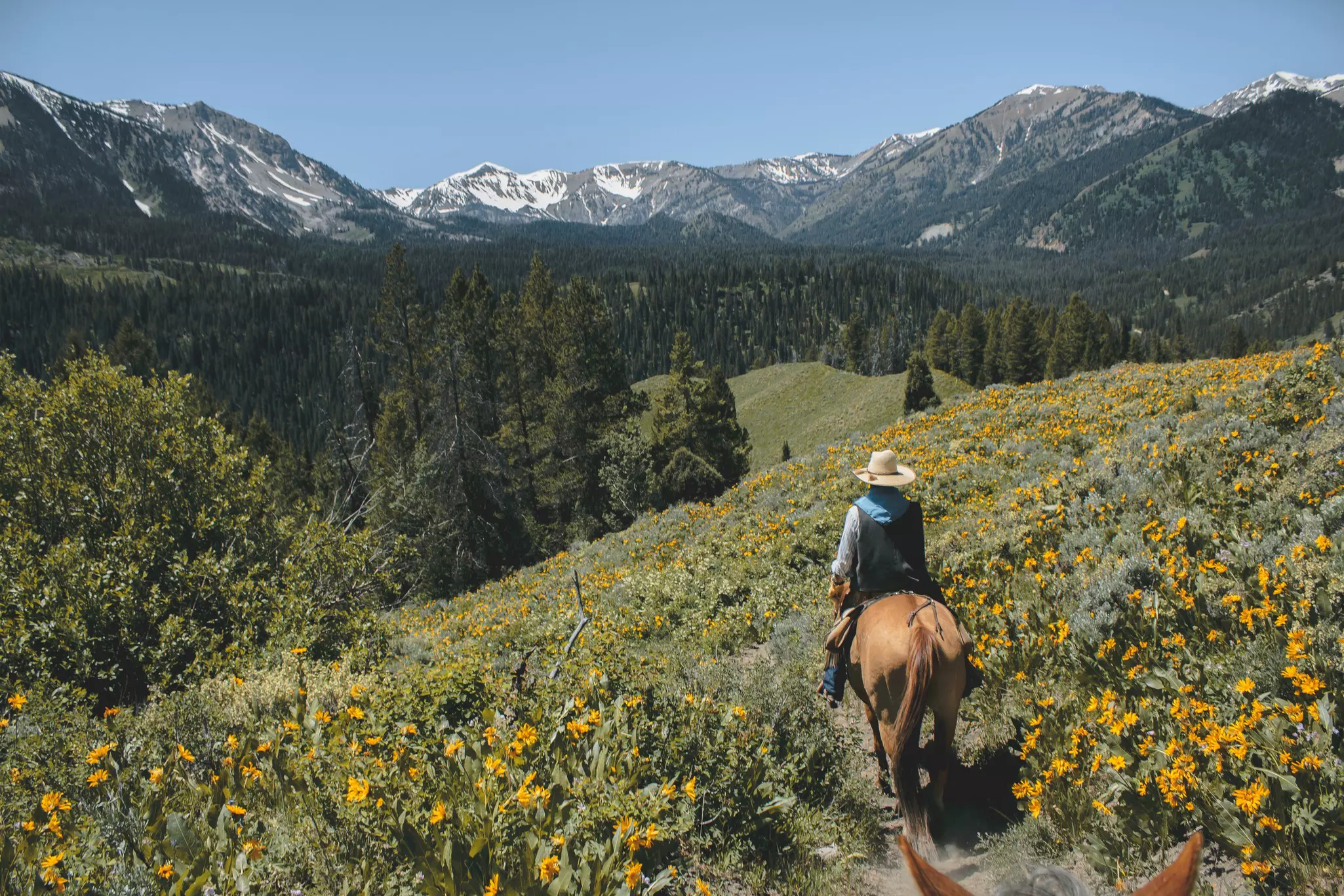 Person riding a horse on green mountains with yellow flowers
