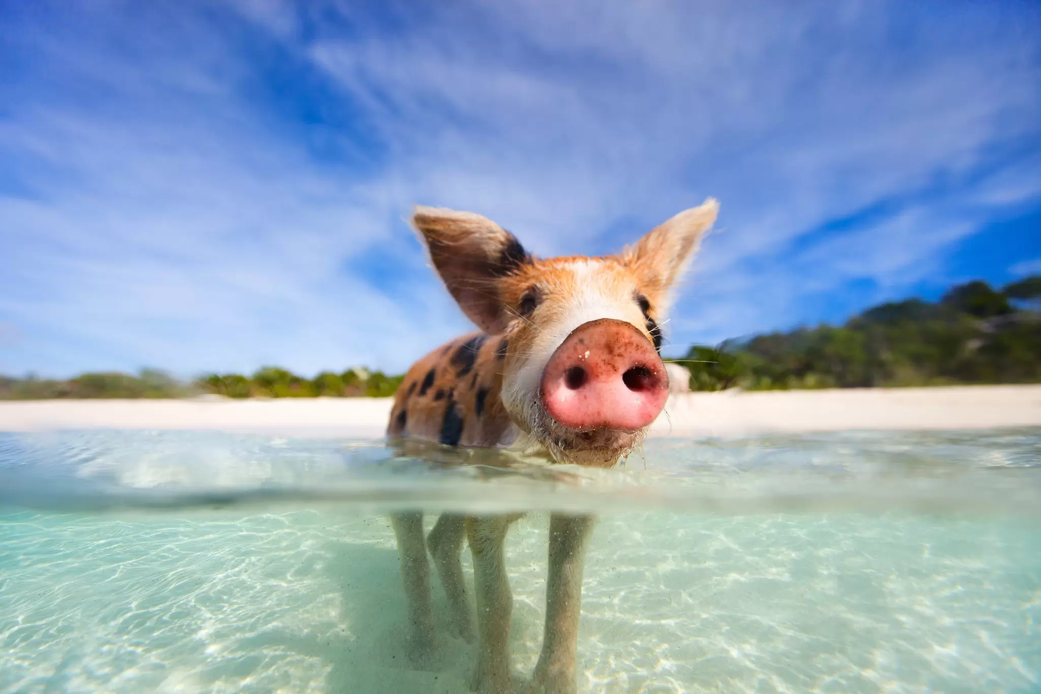Exuma's famous pigs