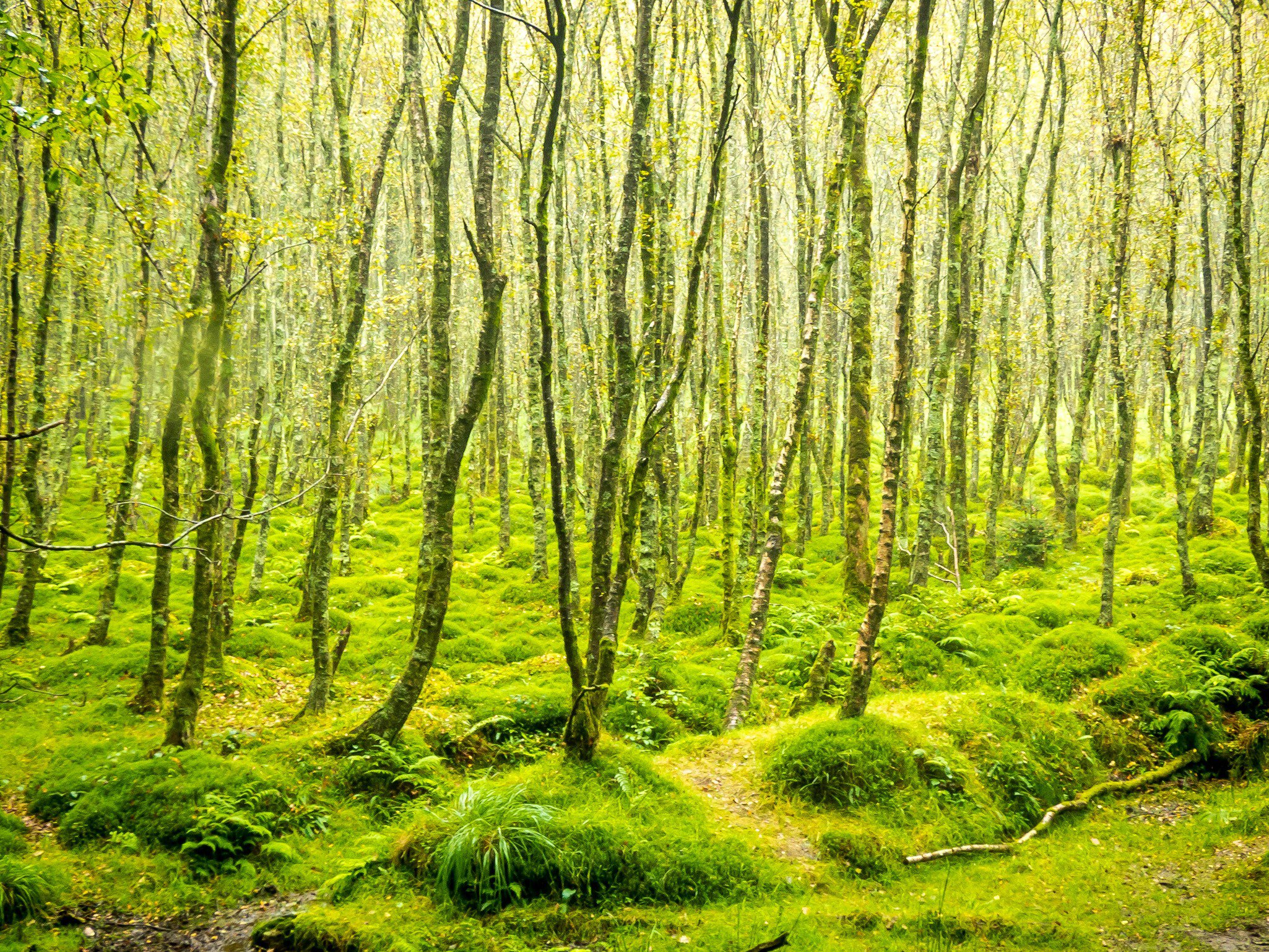 Green Moss Covered Tree Forest in Glendalough, Ireland