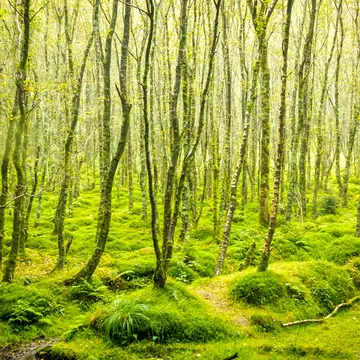 Green Moss Covered Tree Forest in Glendalough, Ireland