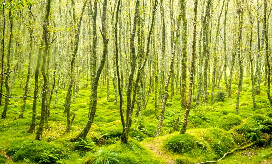 Slender birch trunks rising from a thick green moss and fern floor in misty woodland in County Wicklow, Ireland