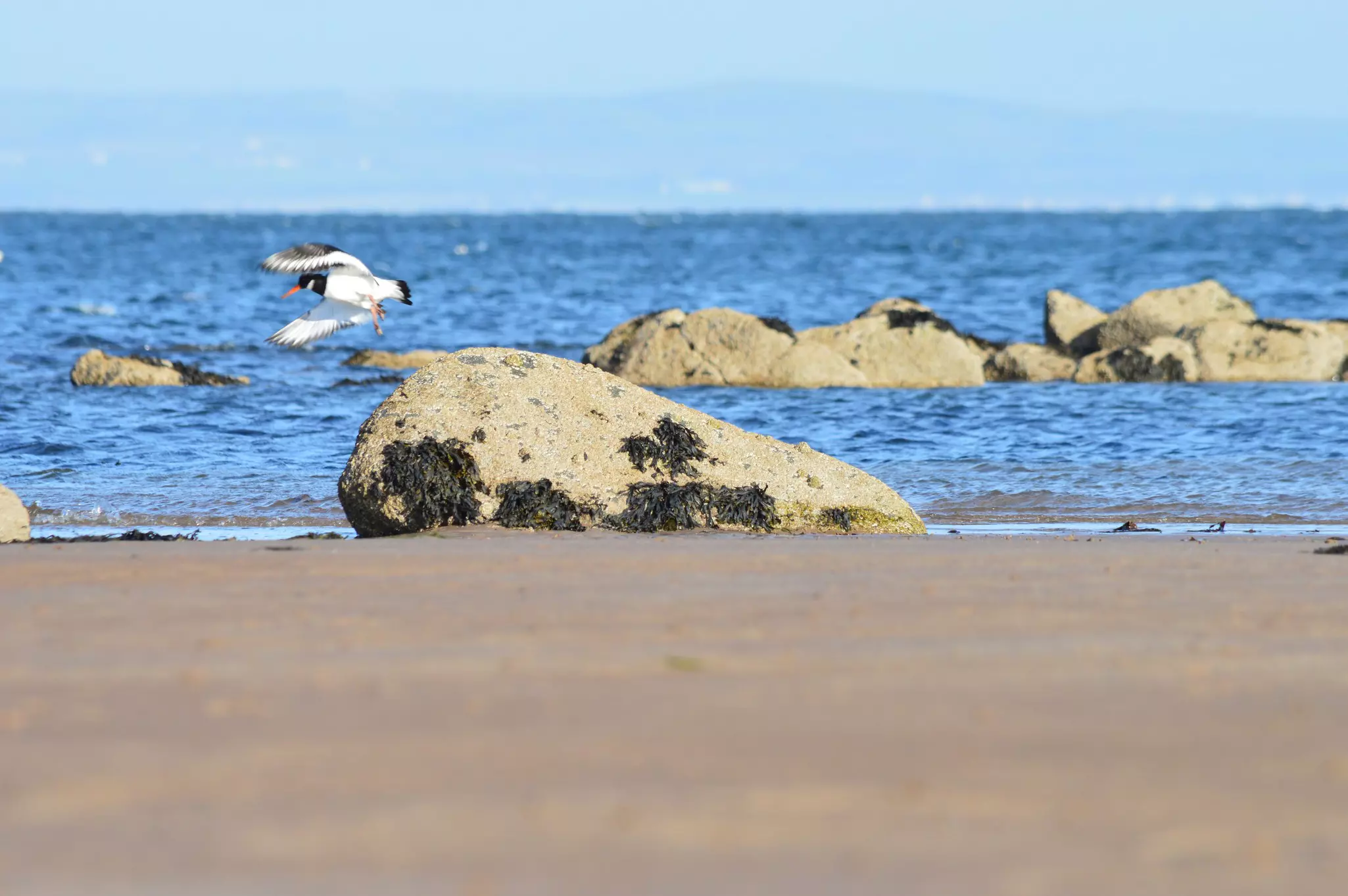 A black and white bird seemingly flying sideways as it launches from a rock on a beachfront