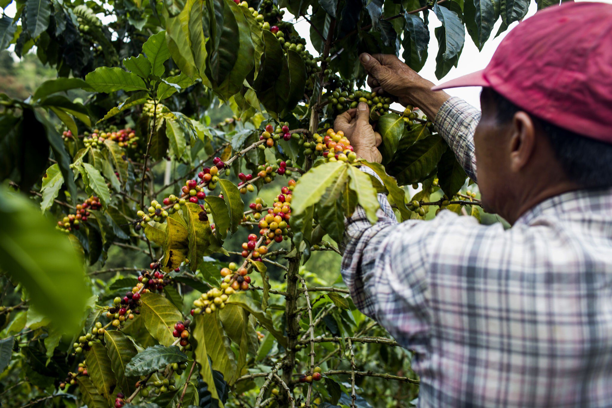A man picks cherries at a farm in the rural highlands of Colombias coffee axis.
699105609
Adult; Adults Only; Agriculture; AutotagModeratelyAuthentic - Do Not Delete; Coffee Crop; Colombia; Color Image; Columbia; Day; Farmer; Food and Drink; Freshness; Growth; Harvesting; Healthy Eating; Healthy Lifestyle; Hold; Holding; Horizontal; Manizales; Men; National Park; Nature; One Man Only; One Person; Outdoors; People; Photography; Pick; Raw Coffee Bean; South America; Unprocessed;