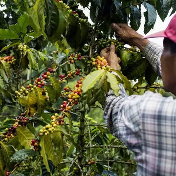 A man picks cherries at a farm in the rural highlands of Colombias coffee axis.
699105609
Adult; Adults Only; Agriculture; AutotagModeratelyAuthentic - Do Not Delete; Coffee Crop; Colombia; Color Image; Columbia; Day; Farmer; Food and Drink; Freshness; Growth; Harvesting; Healthy Eating; Healthy Lifestyle; Hold; Holding; Horizontal; Manizales; Men; National Park; Nature; One Man Only; One Person; Outdoors; People; Photography; Pick; Raw Coffee Bean; South America; Unprocessed;