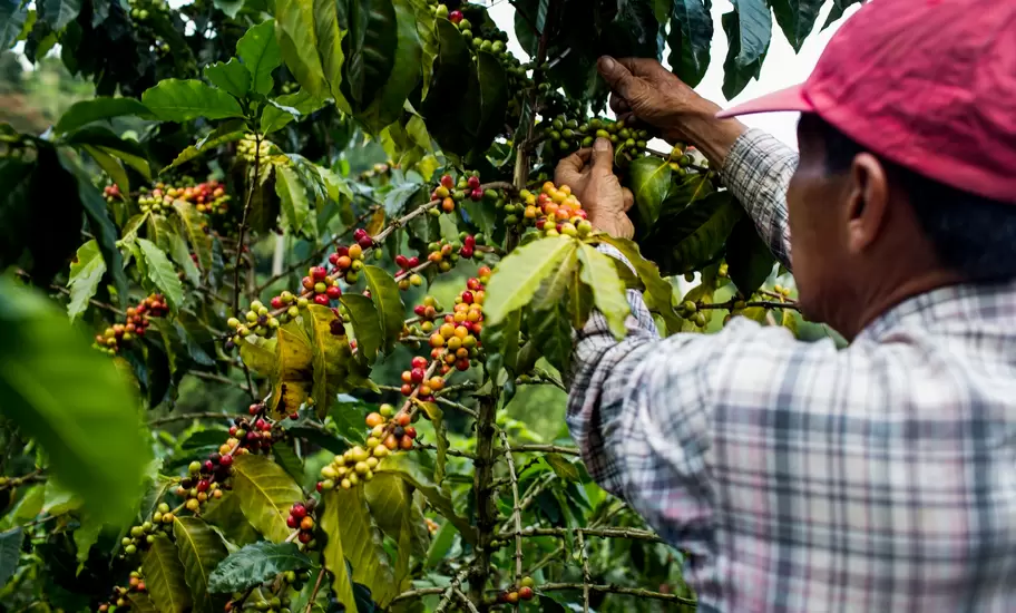 A man picking cherries at a farm in Colombia's Coffee Triangle highlands
