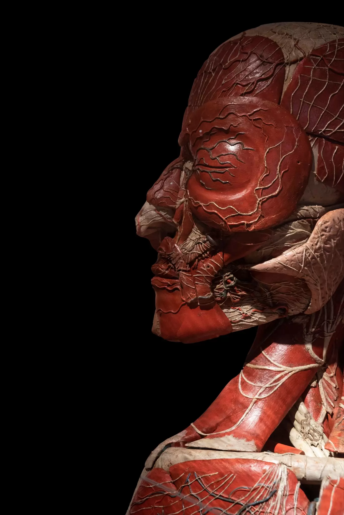 A wax anatomical model of a male head at the Museo di Storia Naturale La Specola in Florence, Italy.