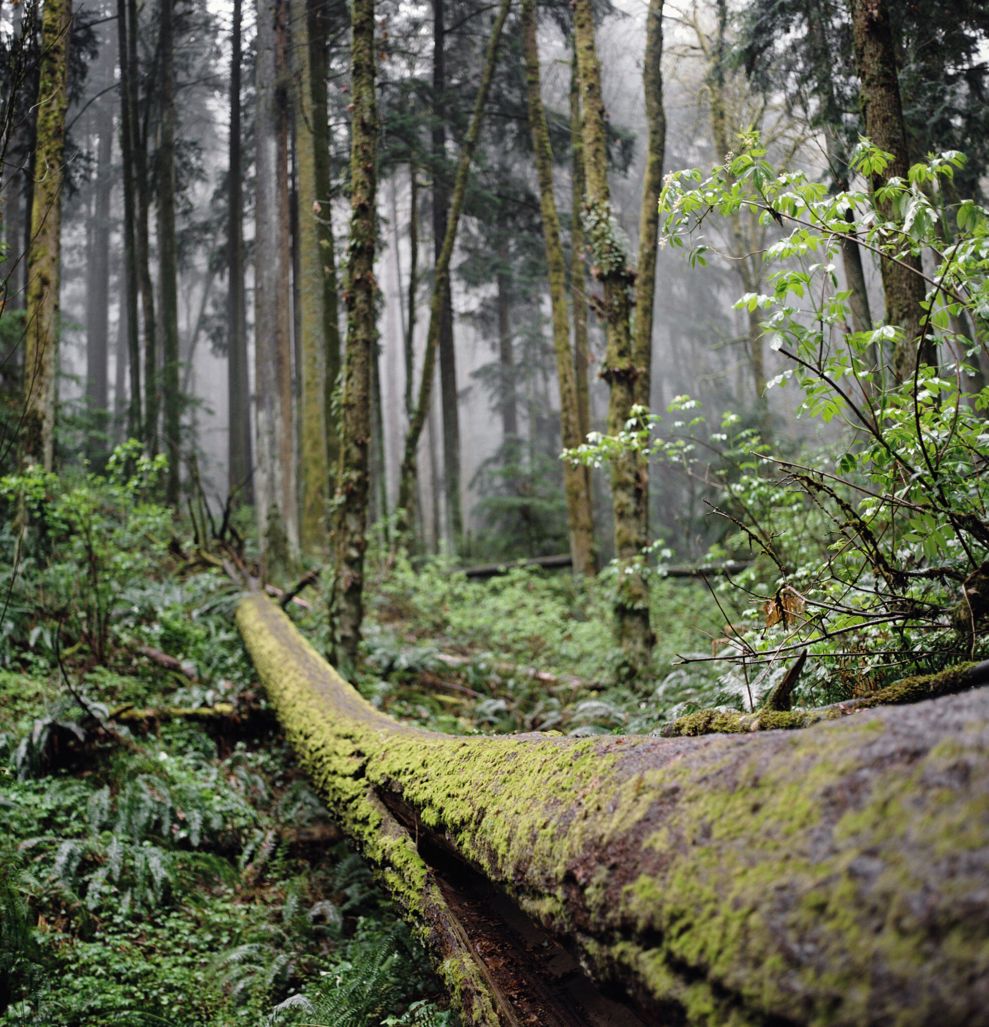 A moss-covered fallen trees lies beneath a misty, lush forest in Portland's Forest Park.