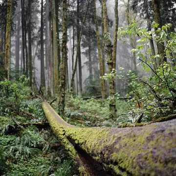 A moss-covered fallen trees lies beneath a misty, lush forest in Portland's Forest Park.