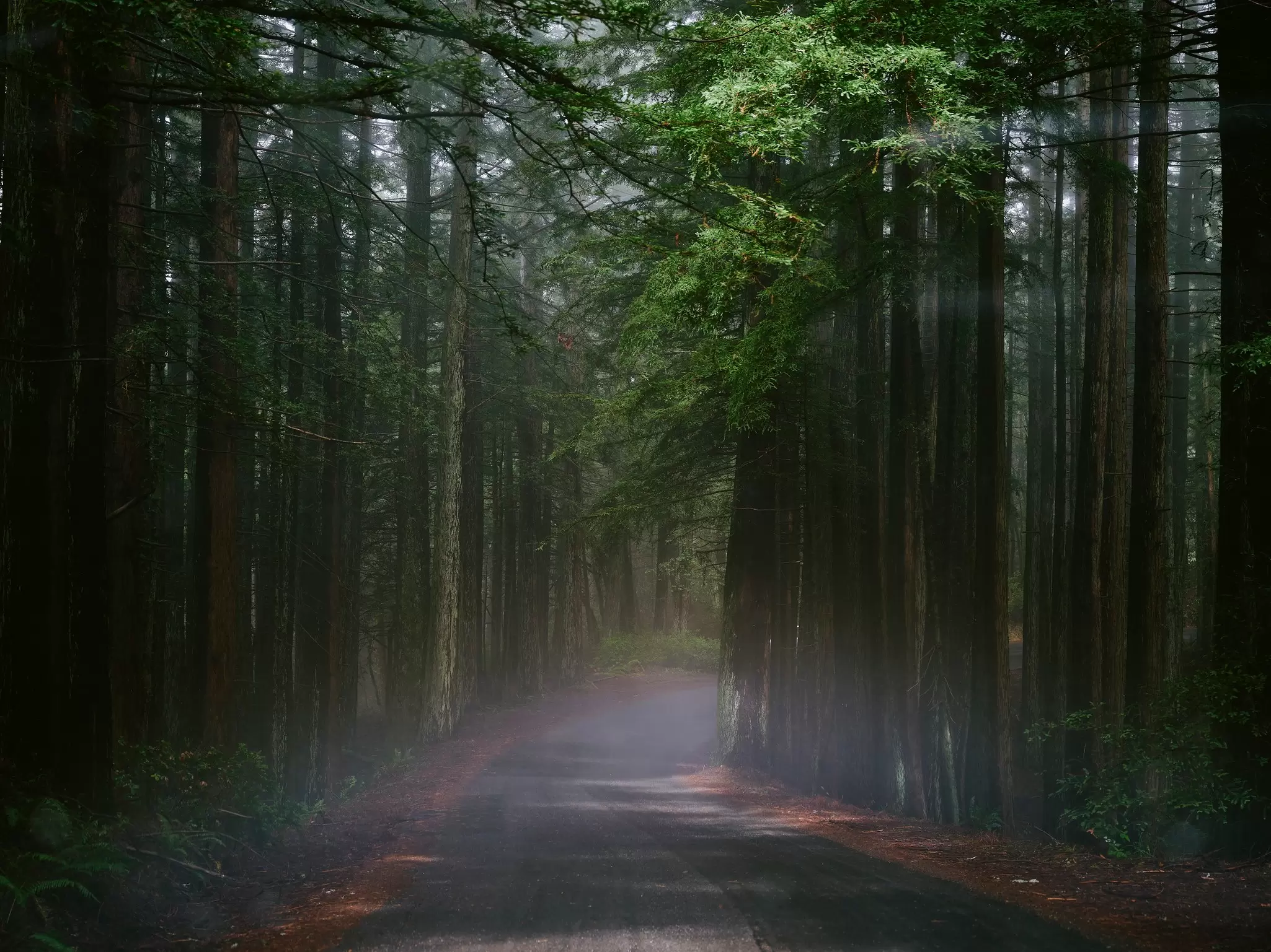 The road to Point Reyes. Benjamin Heath for Lonely Planet