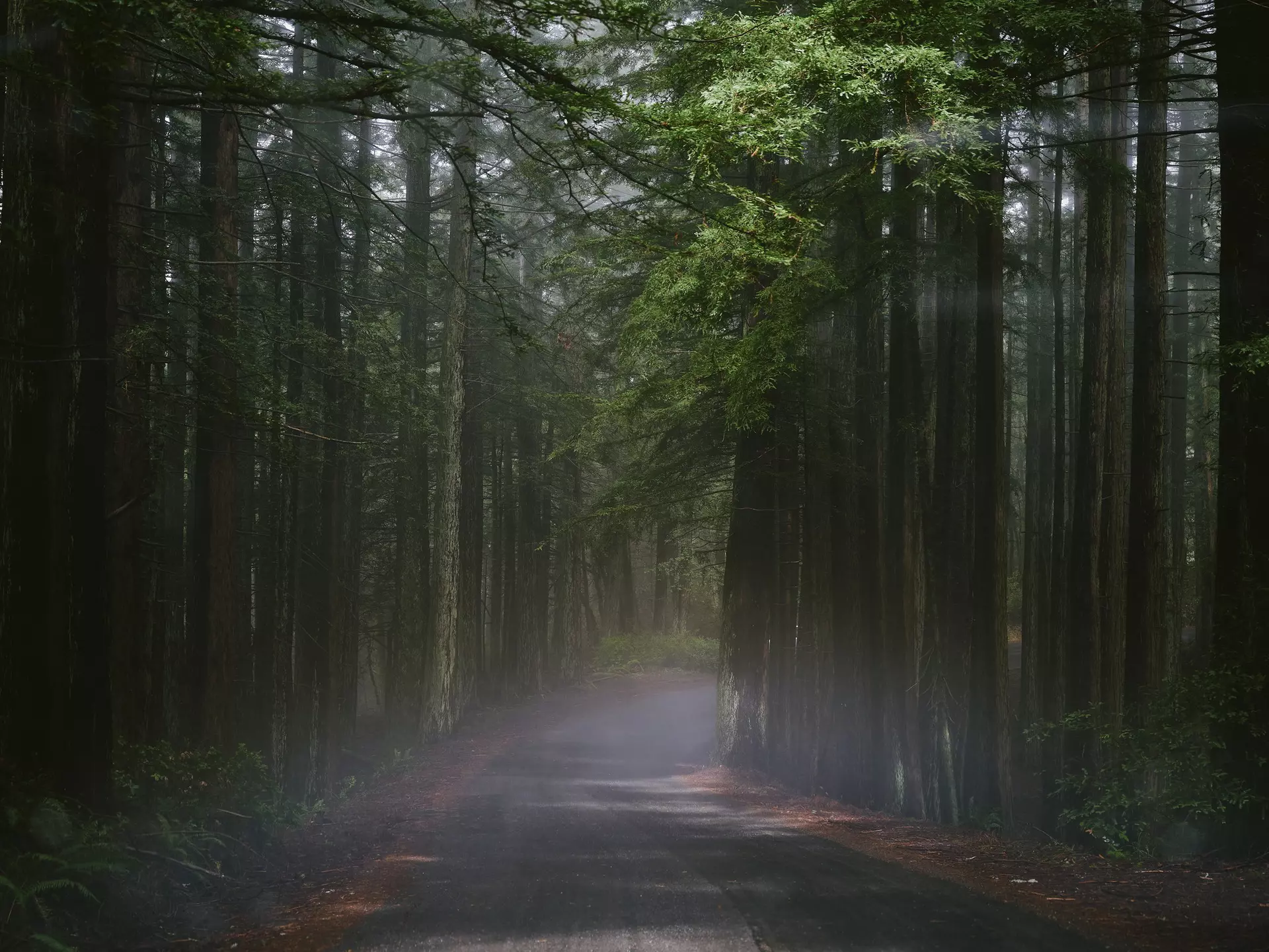 The road to Point Reyes. Benjamin Heath for Lonely Planet
