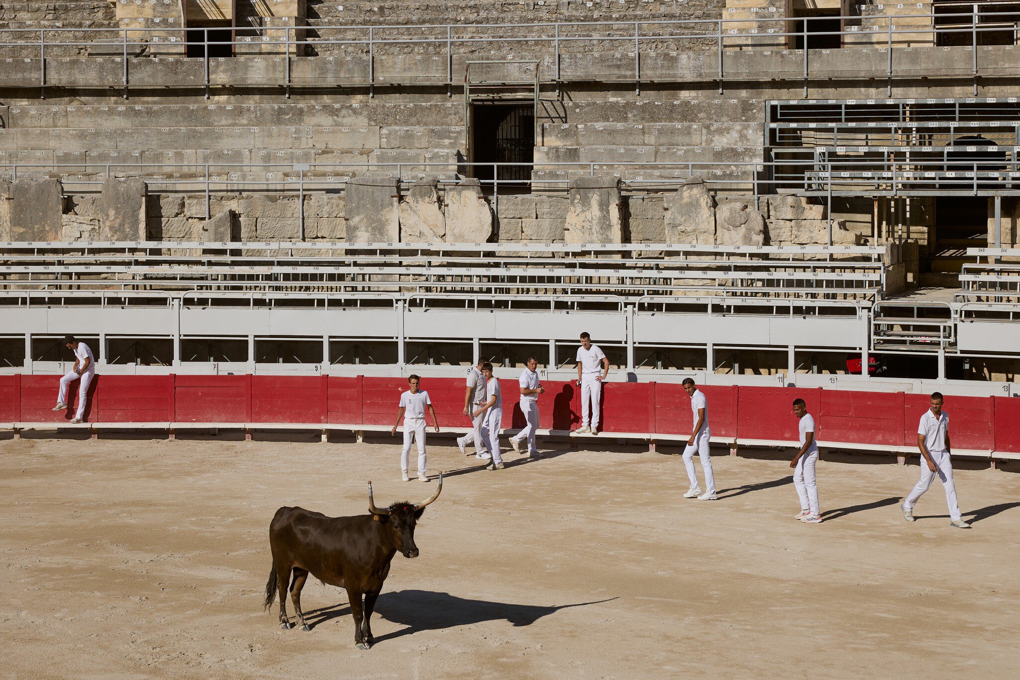 Course Camarguaise, les Arènes, Arles, France. 