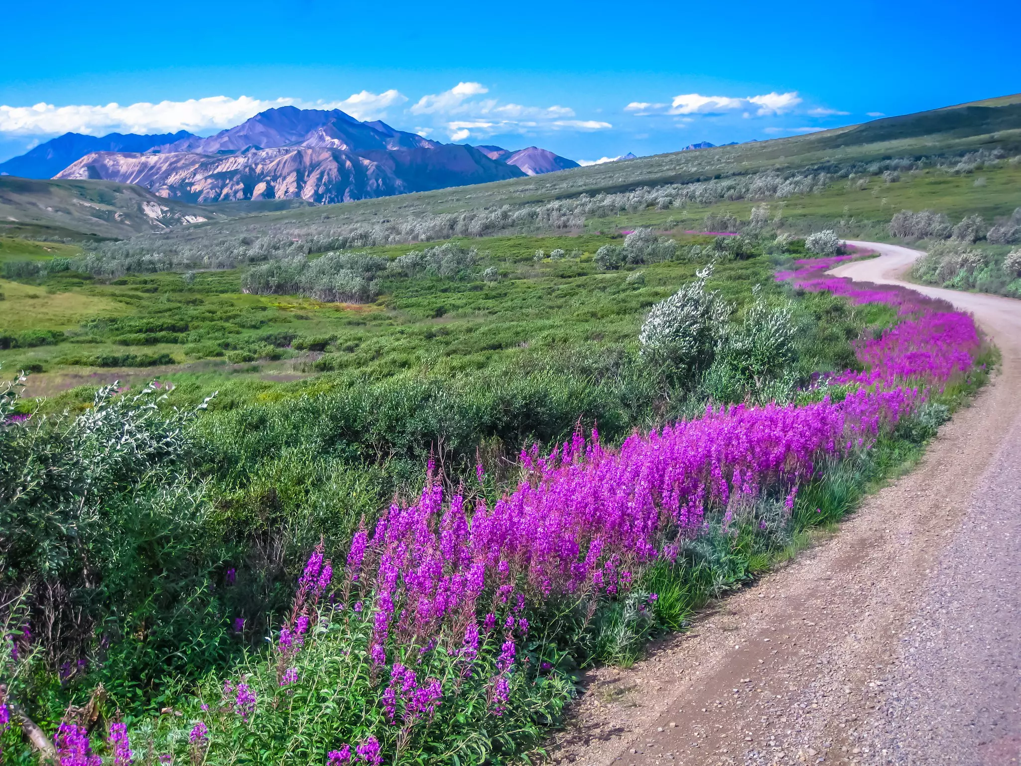 Flowers bloom on the side of a gravel road leading through a mountainous national park