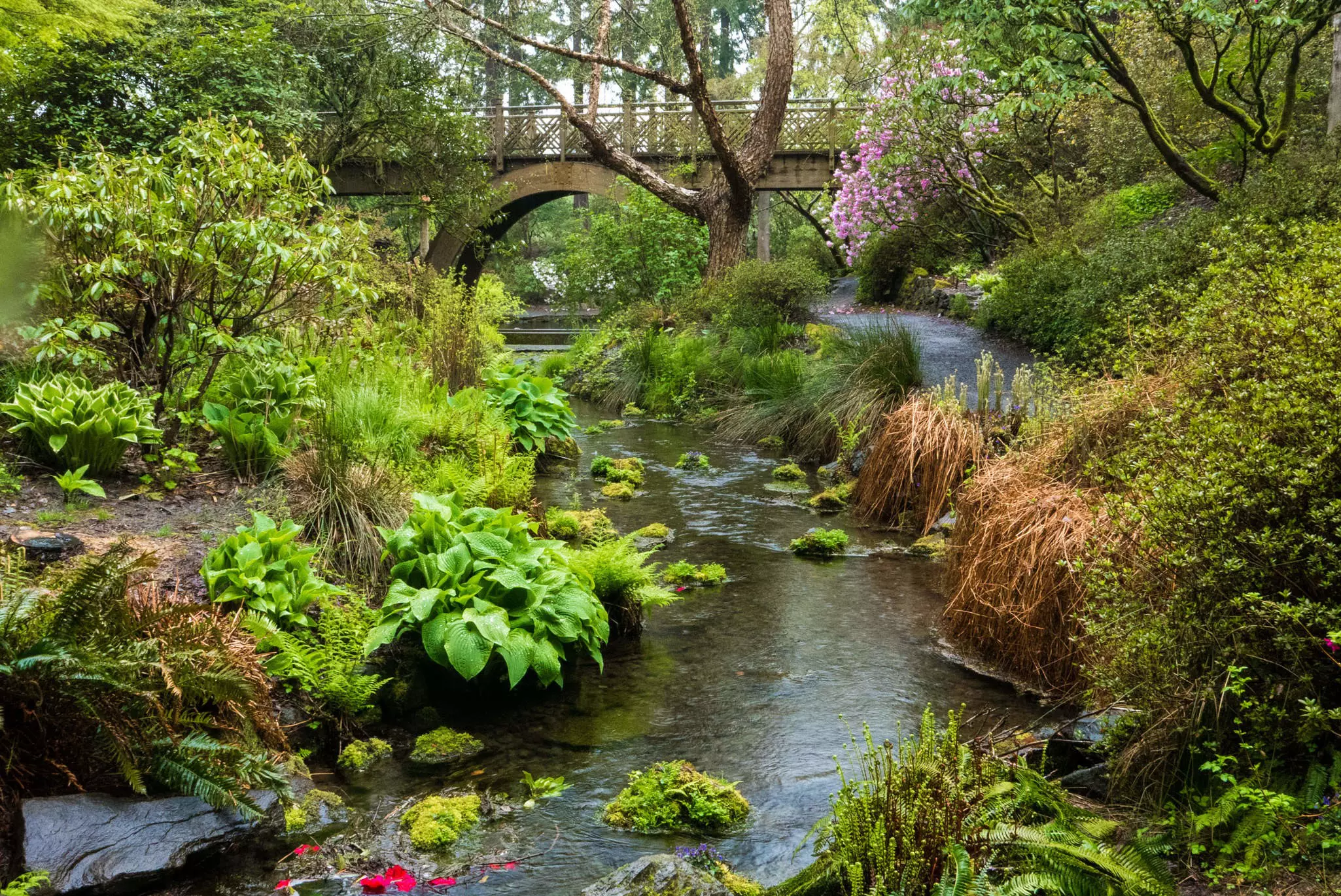 A wooden bridge and a stream in Crystal Springs Rhododendron Garden in Portland, Oregon