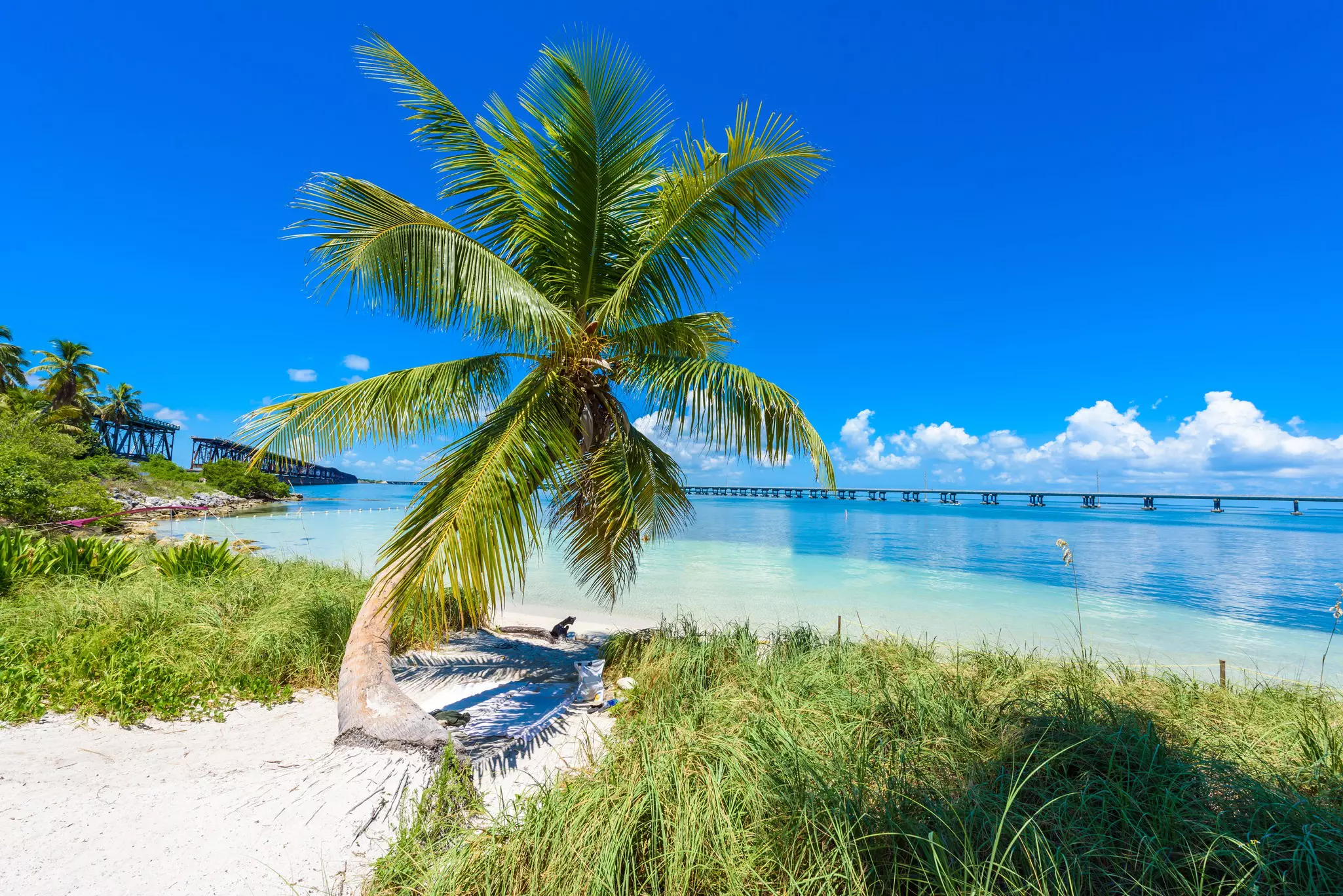 A palm tree at Bahia Honda State Park in the Florida Keys.
