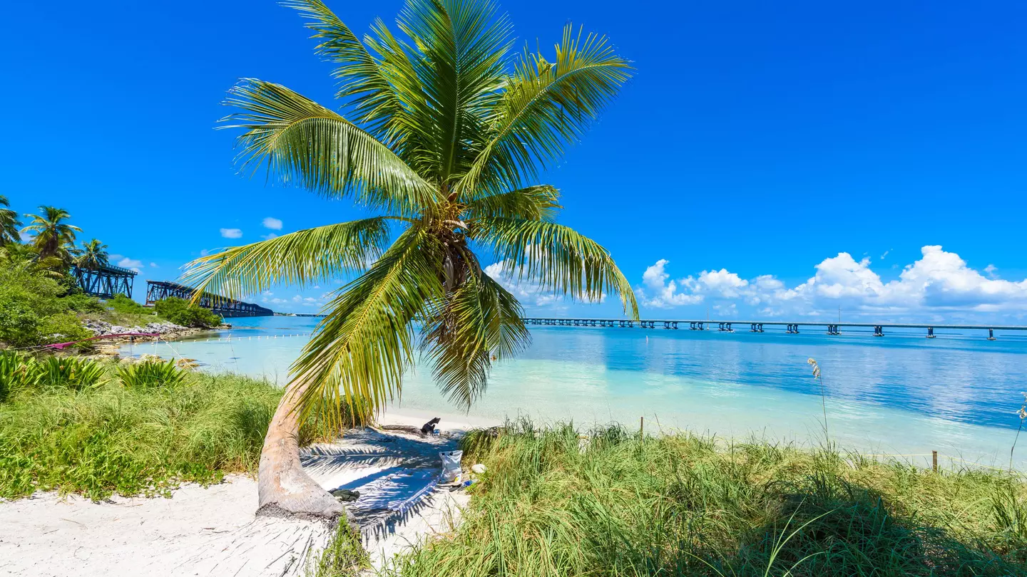 A palm tree at Bahia Honda State Park in the Florida Keys.