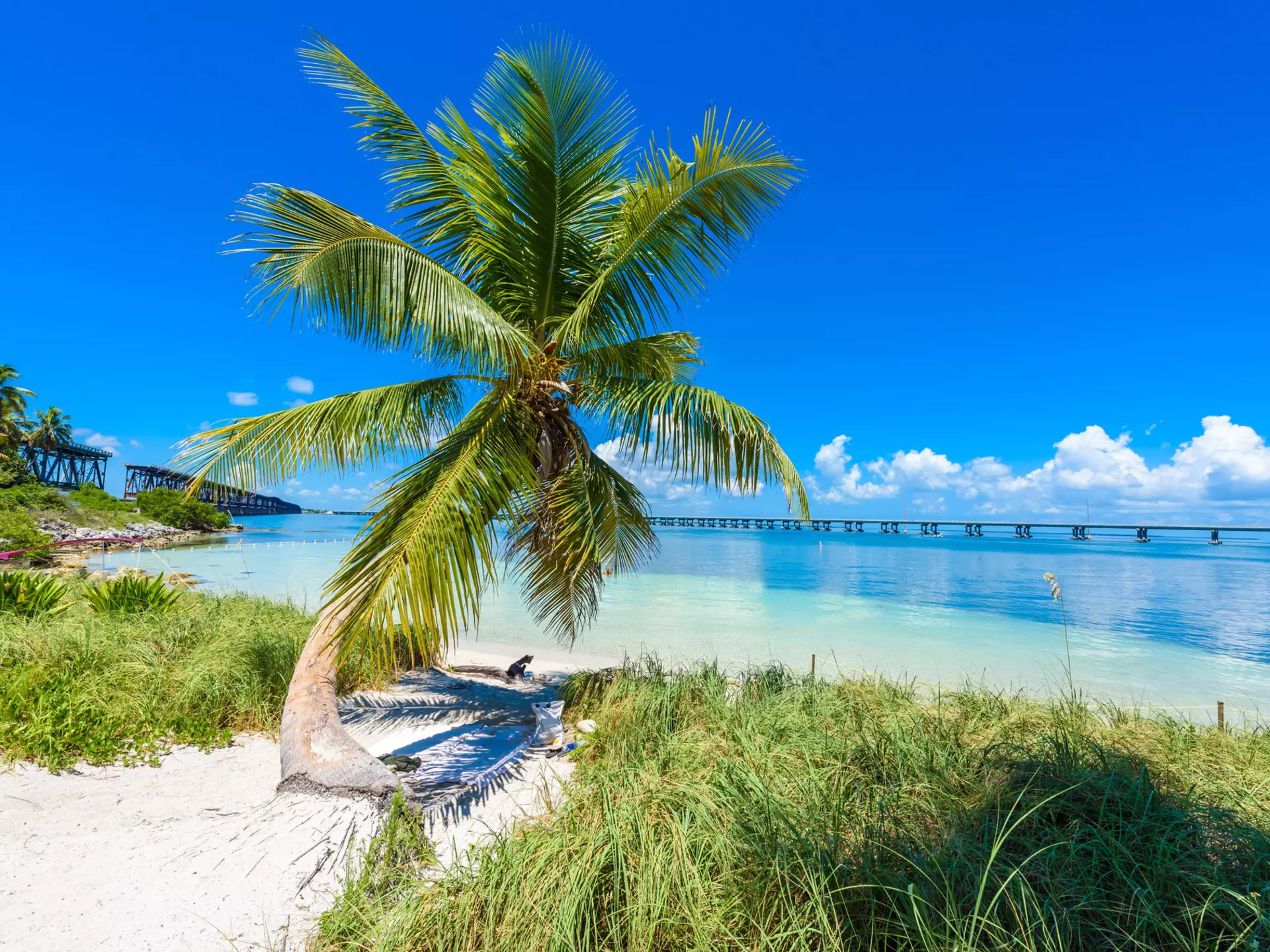 A palm tree at Bahia Honda State Park in the Florida Keys.