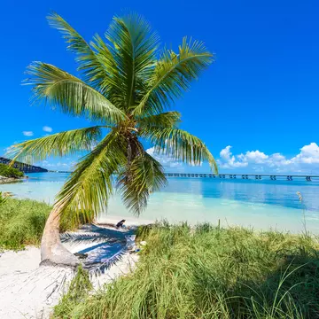 A palm tree at Bahia Honda State Park in the Florida Keys.