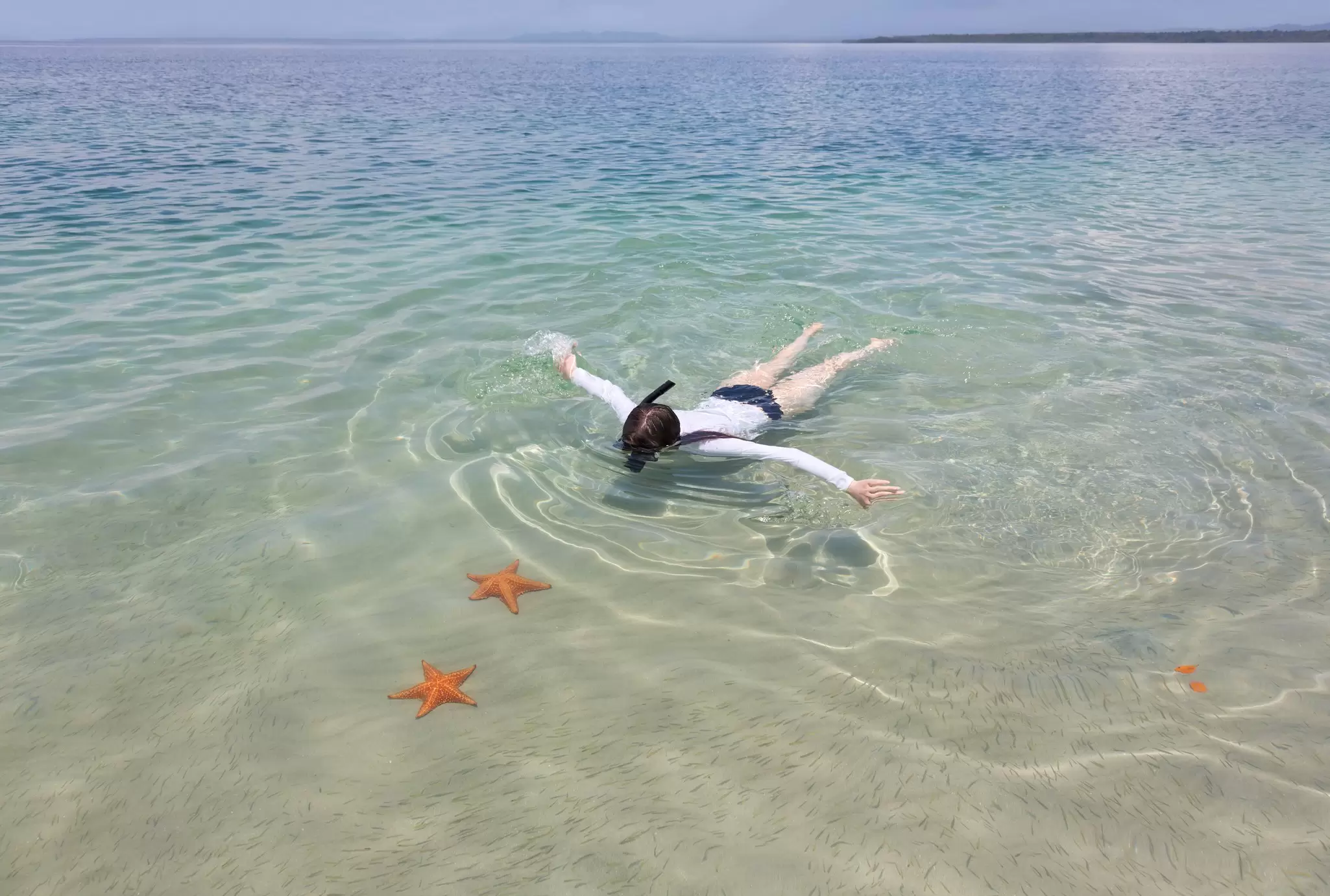 A person snorkeling above two starfish in very clear water