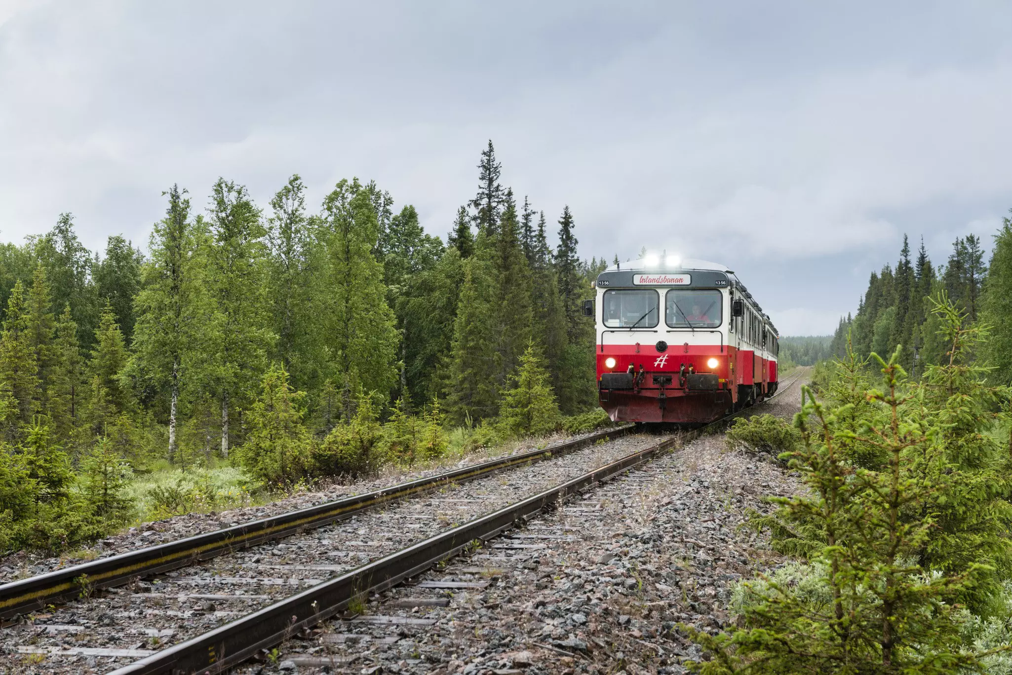 Train travels through pine forests in Sweden.