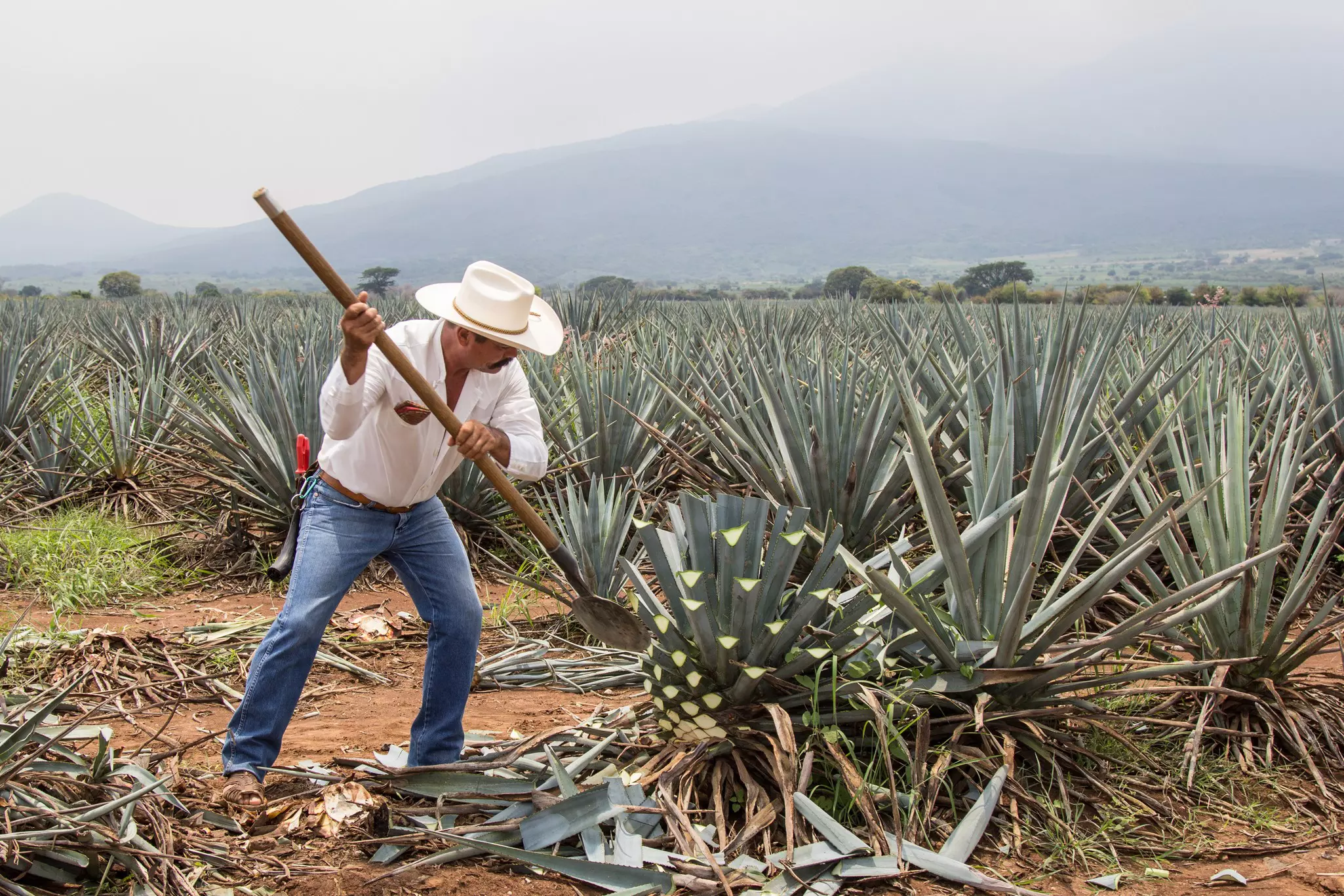 Jimador, Mexican farmer, harvesting agave for tequila