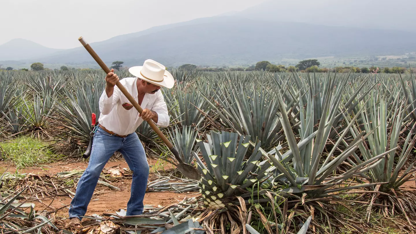 Jimador, Mexican farmer, harvesting agave for tequila