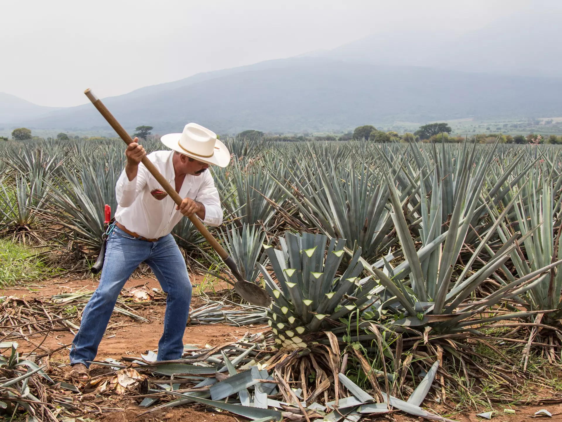 Jimador, Mexican farmer, harvesting agave for tequila