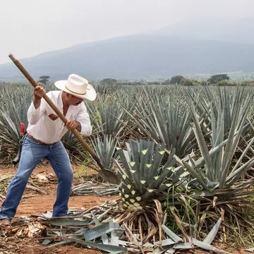 Jimador, Mexican farmer, harvesting agave for tequila