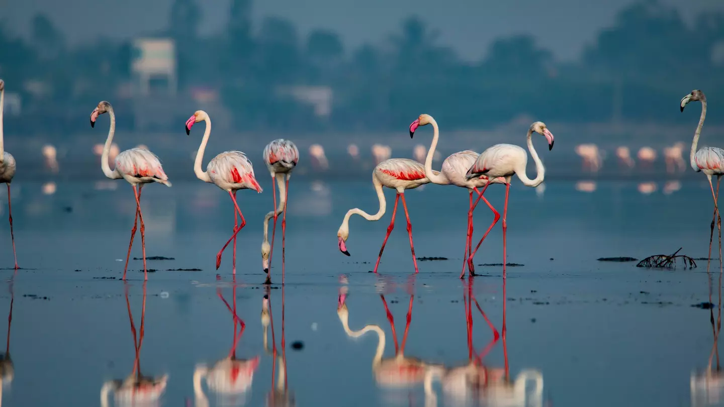 A flock of pink flamingos stand in the shallow waters of Pulicat Lake. More flamingos are visible, slightly out of focus, in the background.