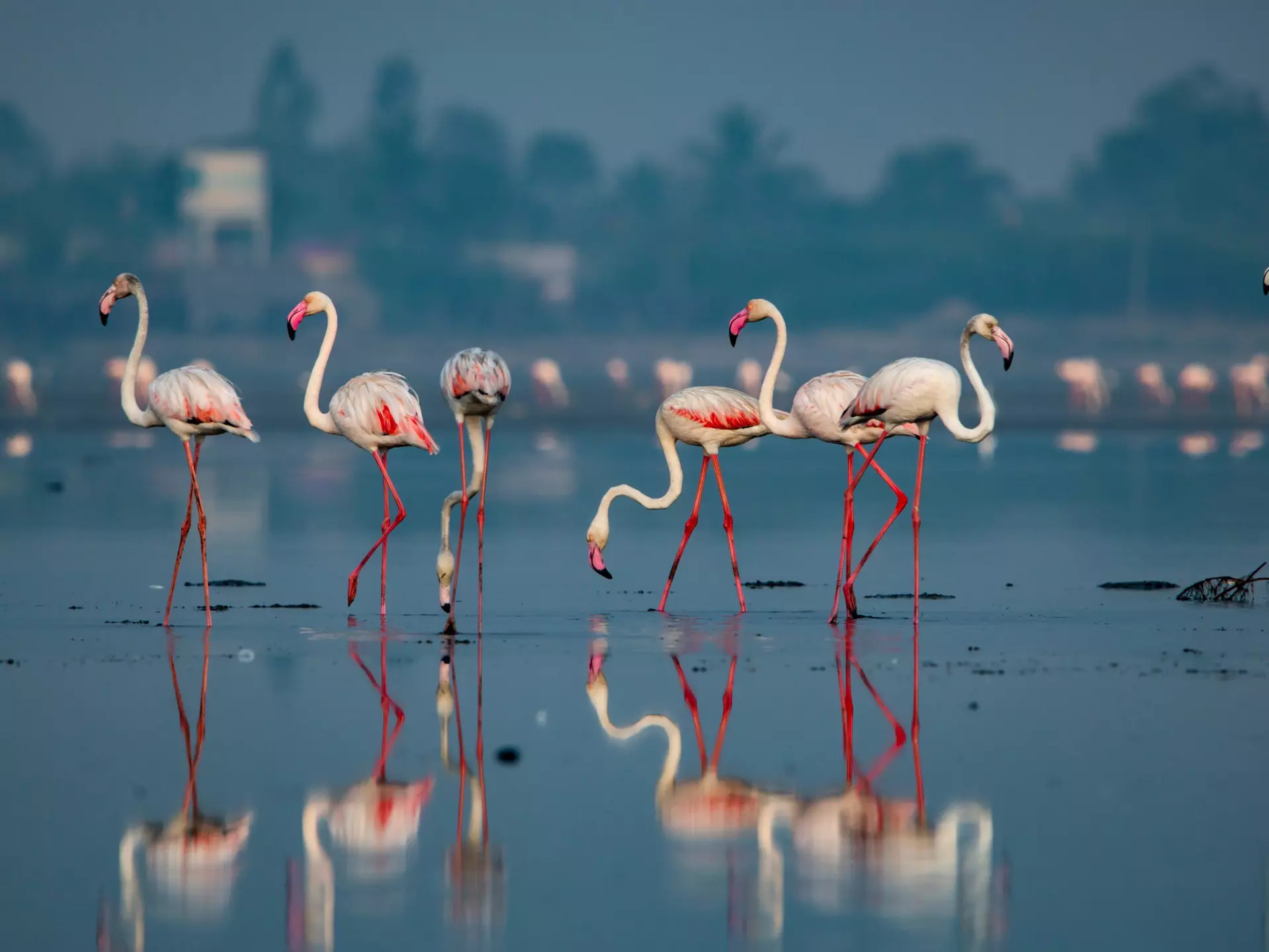 A flock of pink flamingos stand in the shallow waters of Pulicat Lake. More flamingos are visible, slightly out of focus, in the background.