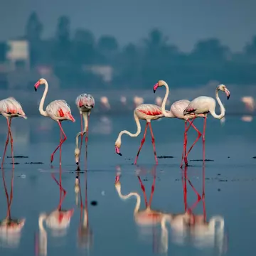 A flock of pink flamingos stand in the shallow waters of Pulicat Lake. More flamingos are visible, slightly out of focus, in the background.