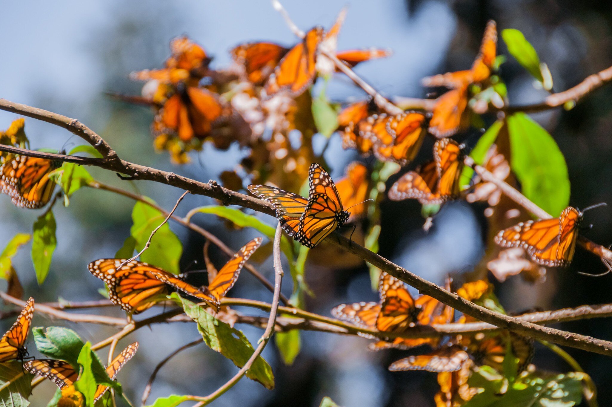 Monarch Butterfly's in the Biosphere Reserve.