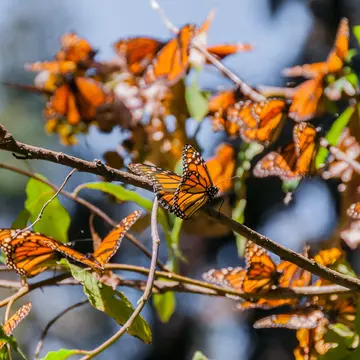 Monarch Butterfly's in the Biosphere Reserve.