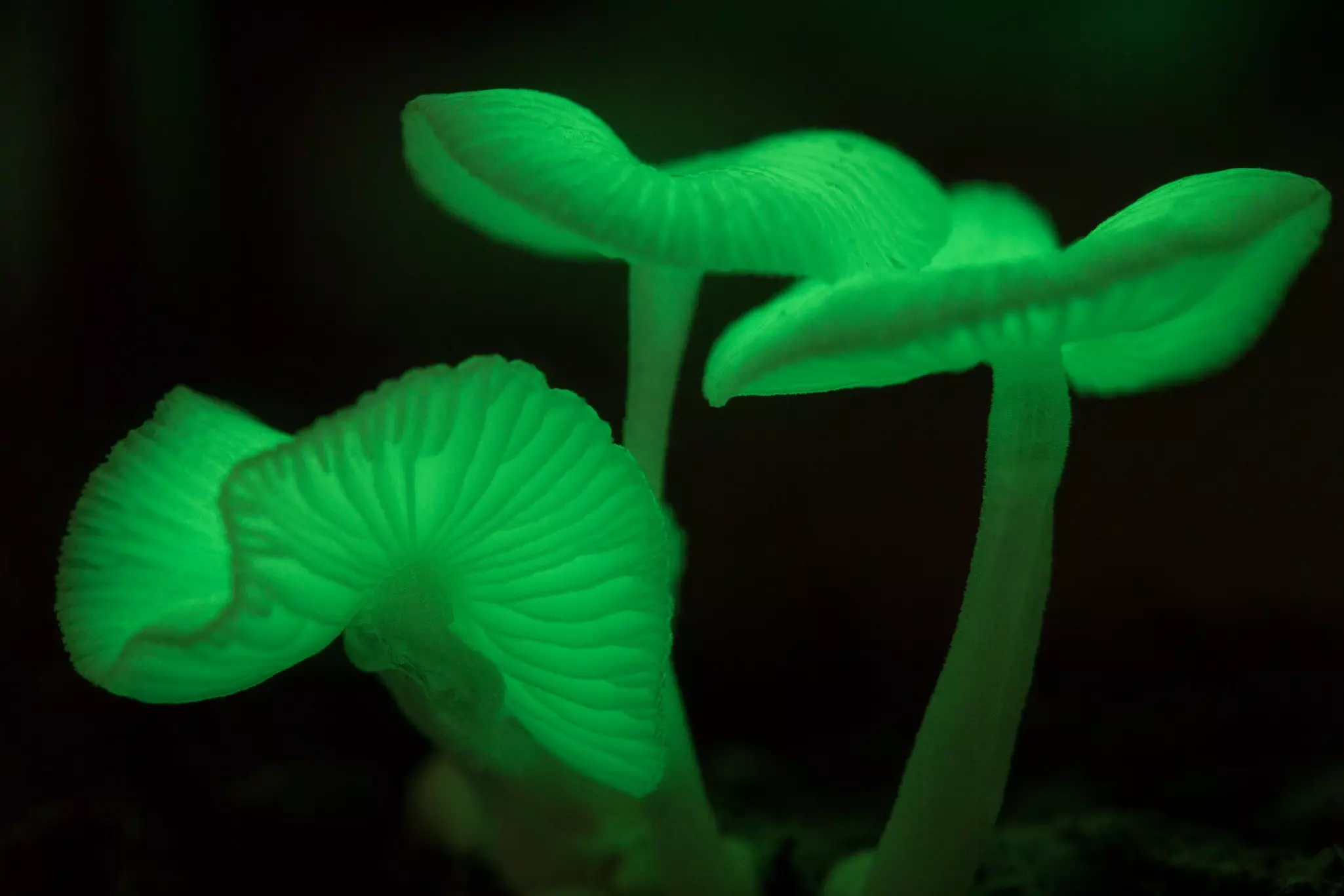 Green light-emitting mushrooms.