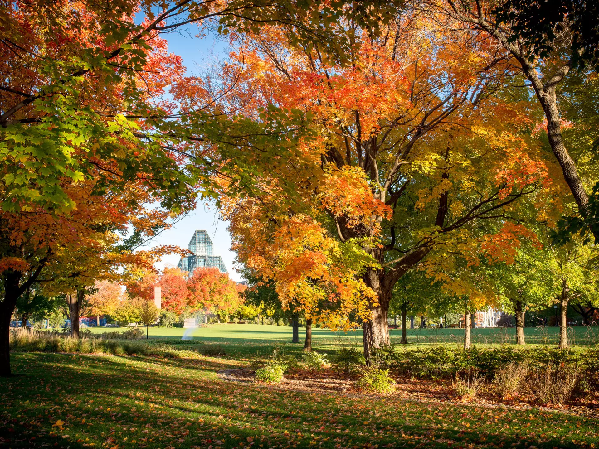 Colourful autumn leaves on the trees in Majors Hill Park in Ottawa form a frame around the National Gallery of Canada building in the distance. Danielle Donders / Getty Images